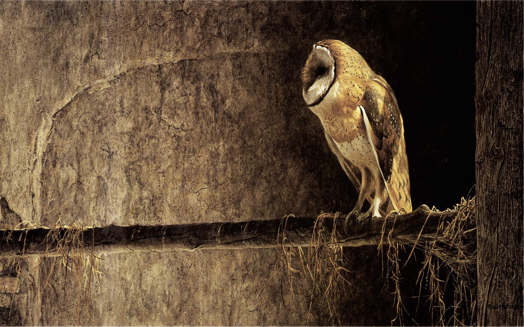 1680x1050 Owl Desktop Wallpaper