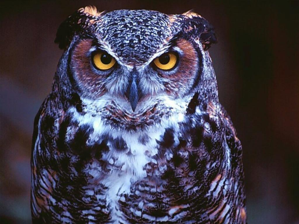 Owl Desktop Wallpapers - Top Free Owl Desktop Backgrounds - WallpaperAccess