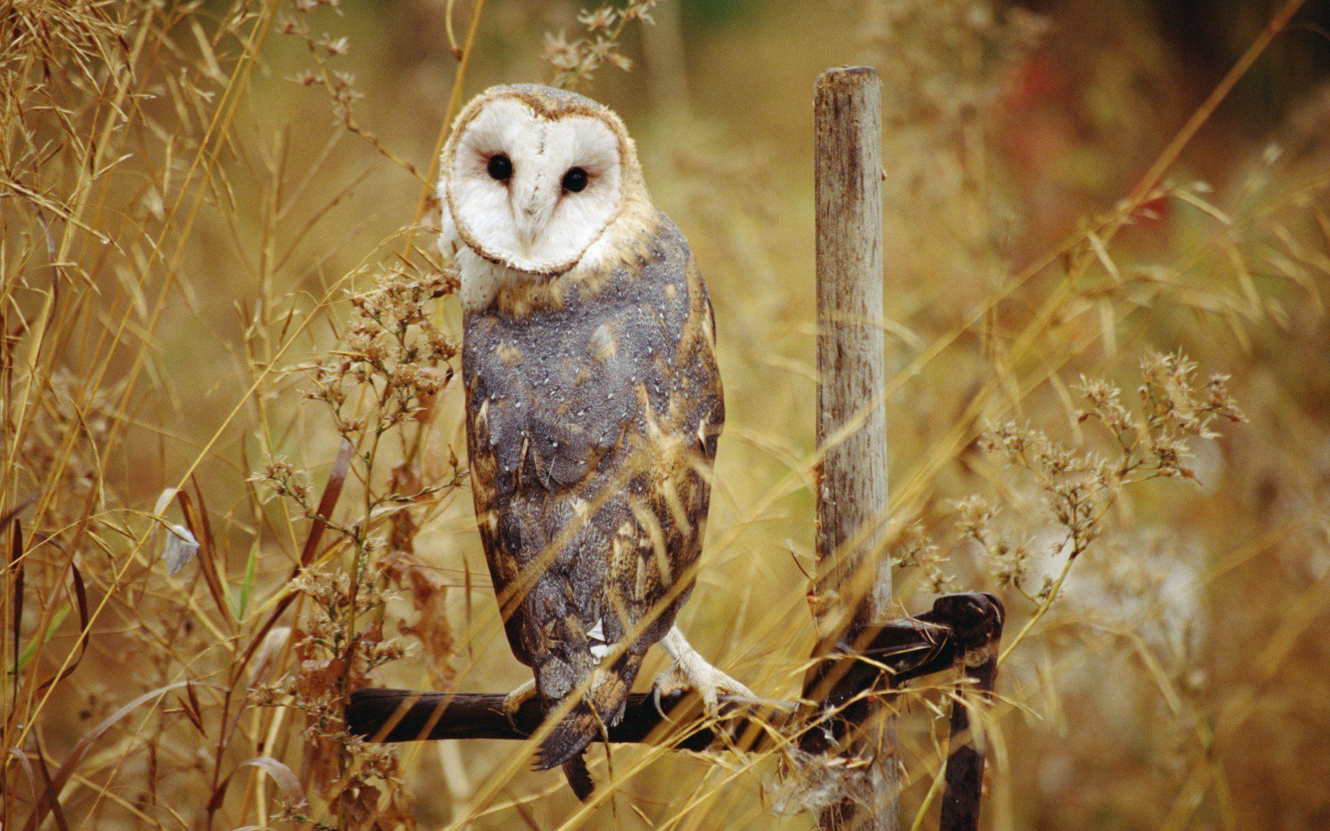 1920x1200 Barn owl Wallpaper and Background Image