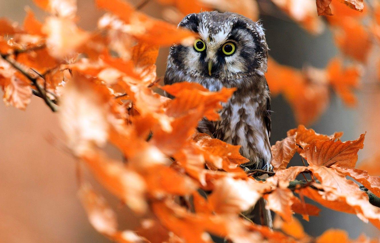 Autumn Owl Wallpapers - Top Free Autumn Owl Backgrounds - WallpaperAccess