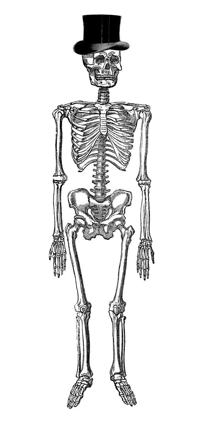 641x1350 Vintage Anatomy Skeleton Image Graphics Fairy