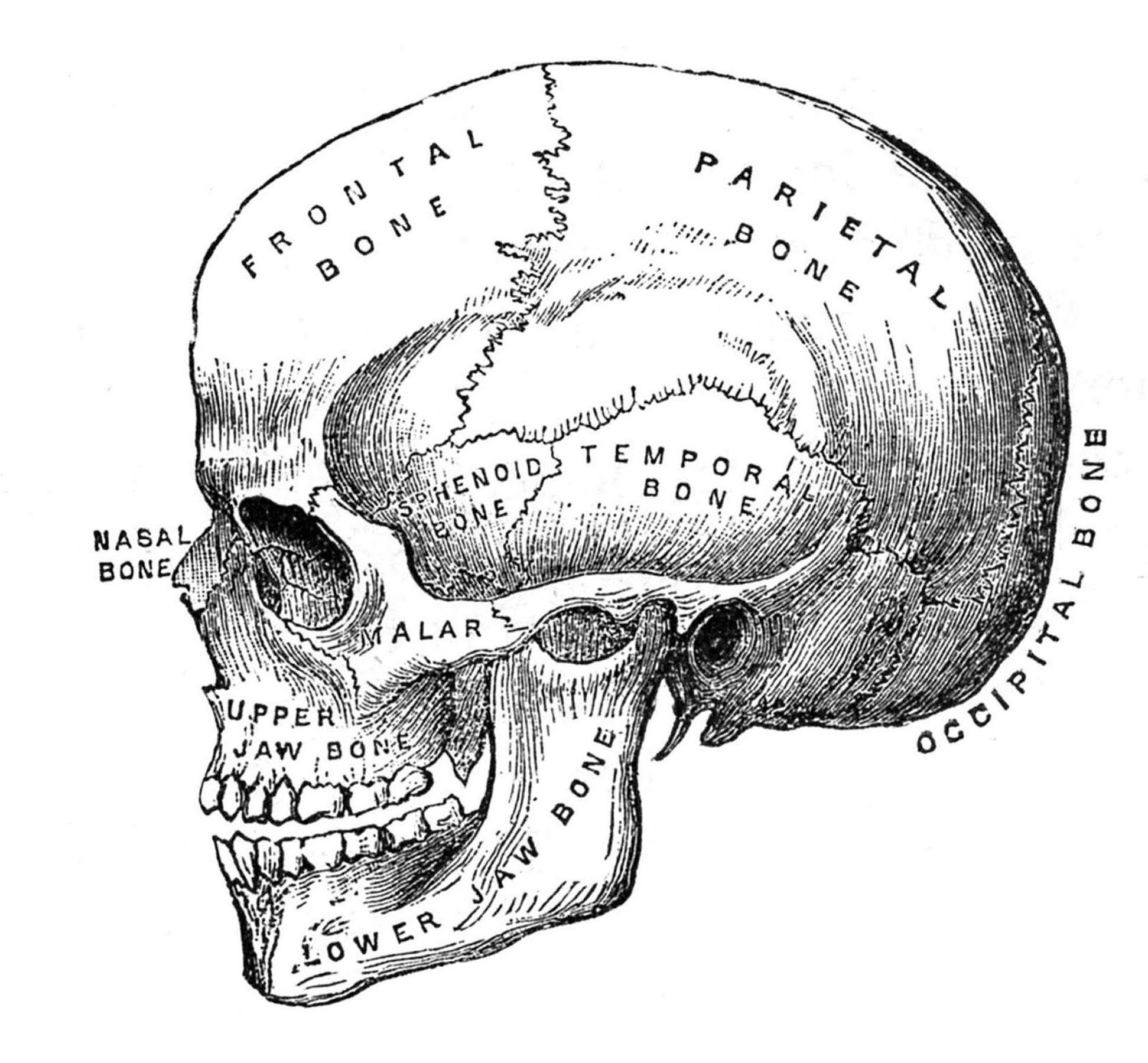 1943x1800 Skull Image Anatomy Clip Art