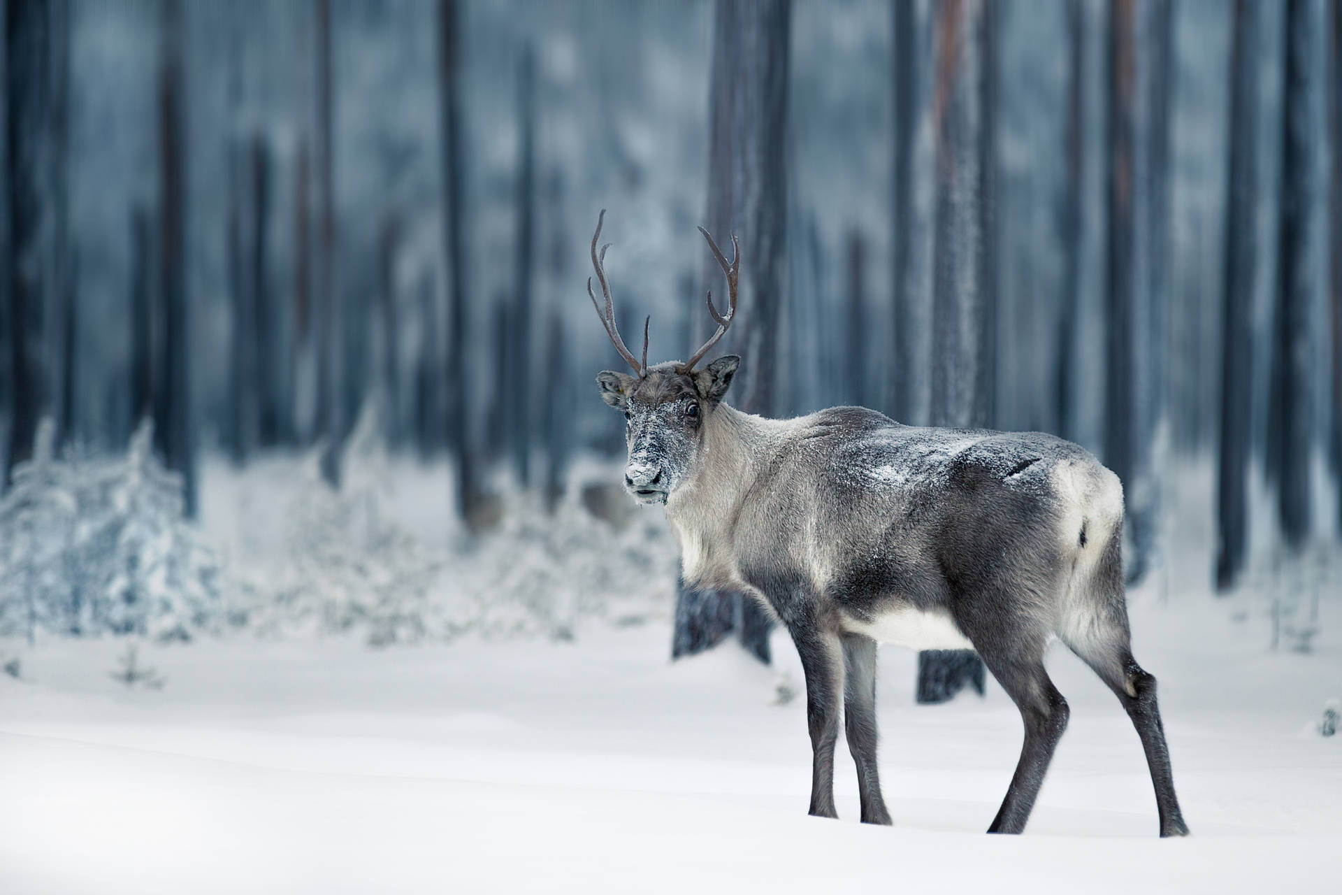 1920x1280 Finland Wallpaper