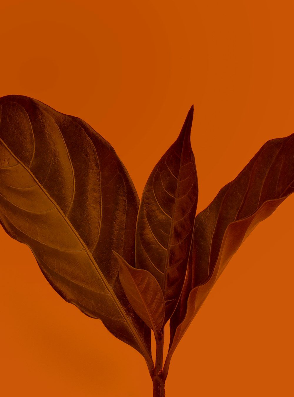 Brown Theme Wallpapers Top Free Brown Theme Backgrounds WallpaperAccess