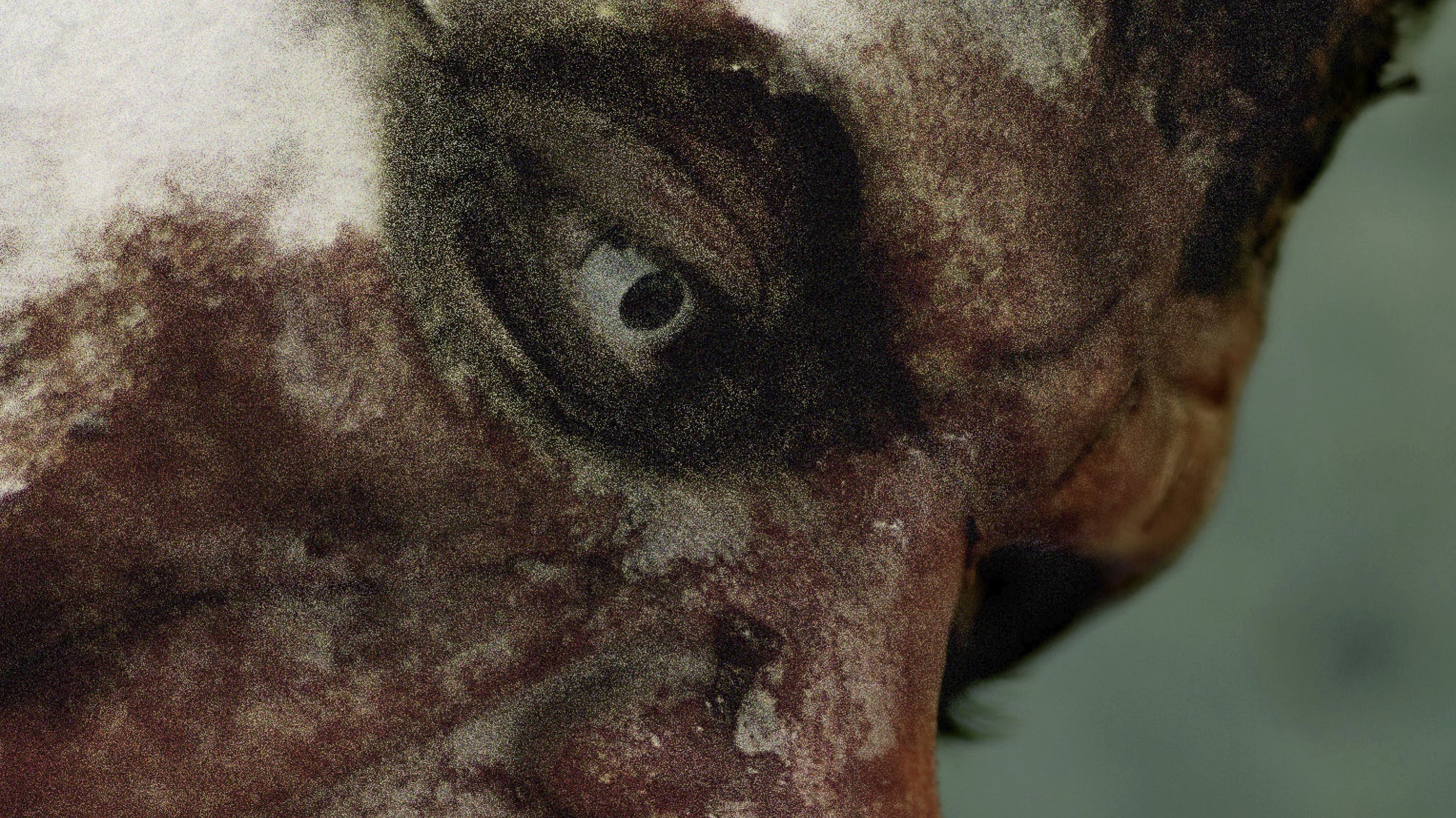 4500x2531 Portrait of a Zombie HD Wallpaper