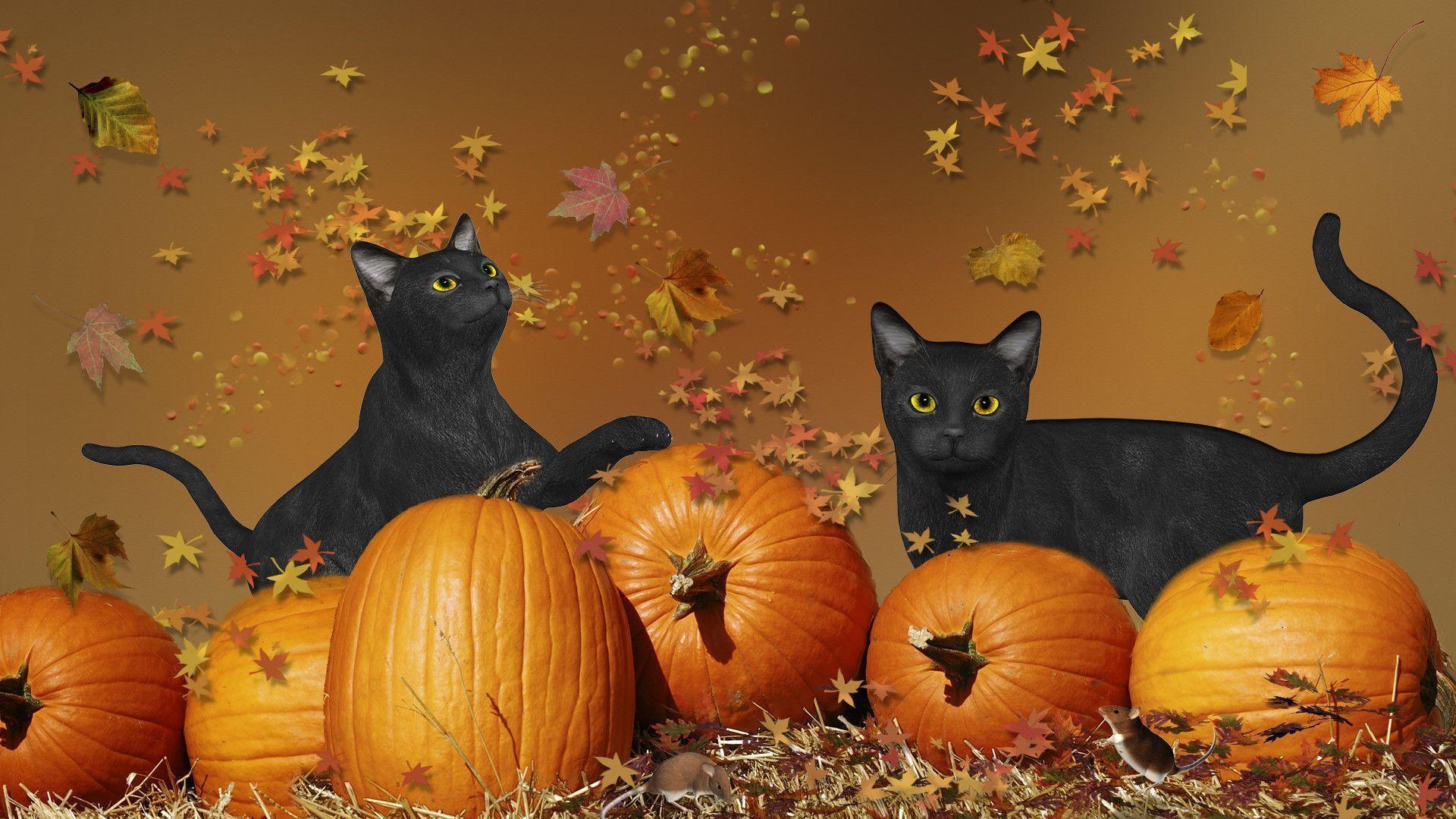 Cute Halloween Cat Pumpkins Lantern Light 4K HD Cat Wallpapers  HD  Wallpapers  ID 91114