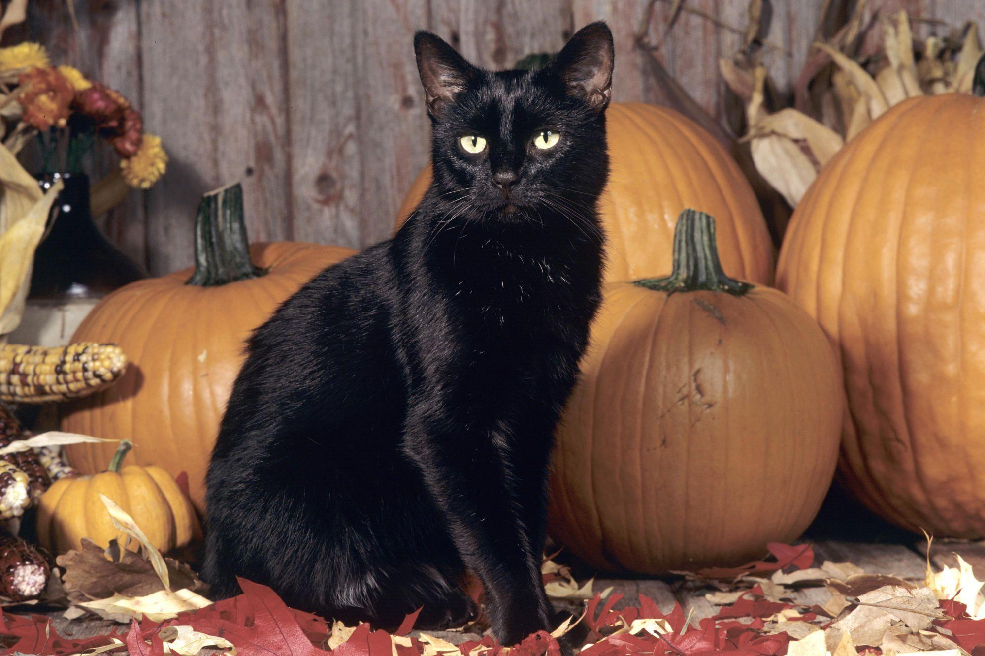 Halloween Black Cats Wallpaper