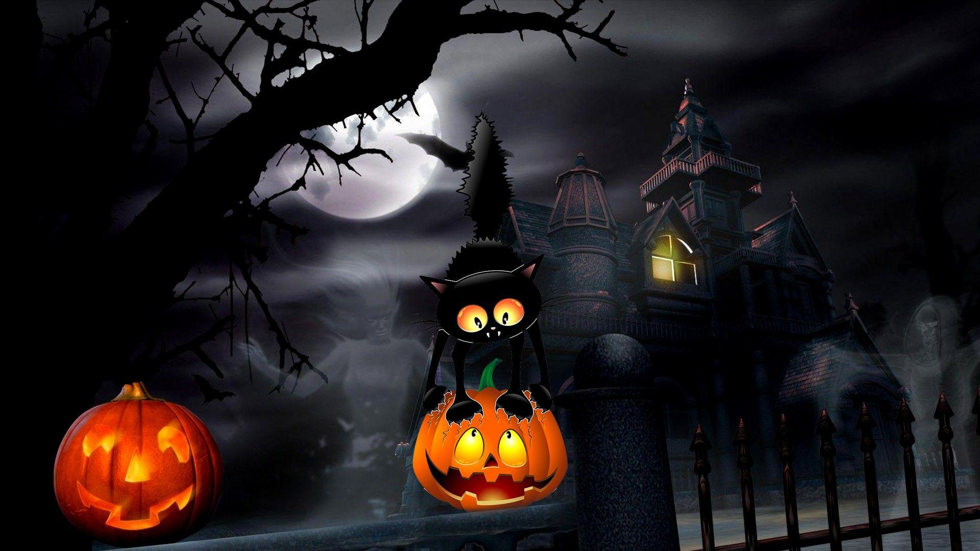 Download Celebrate Halloween with a black cat spirit Wallpaper  Wallpapers com