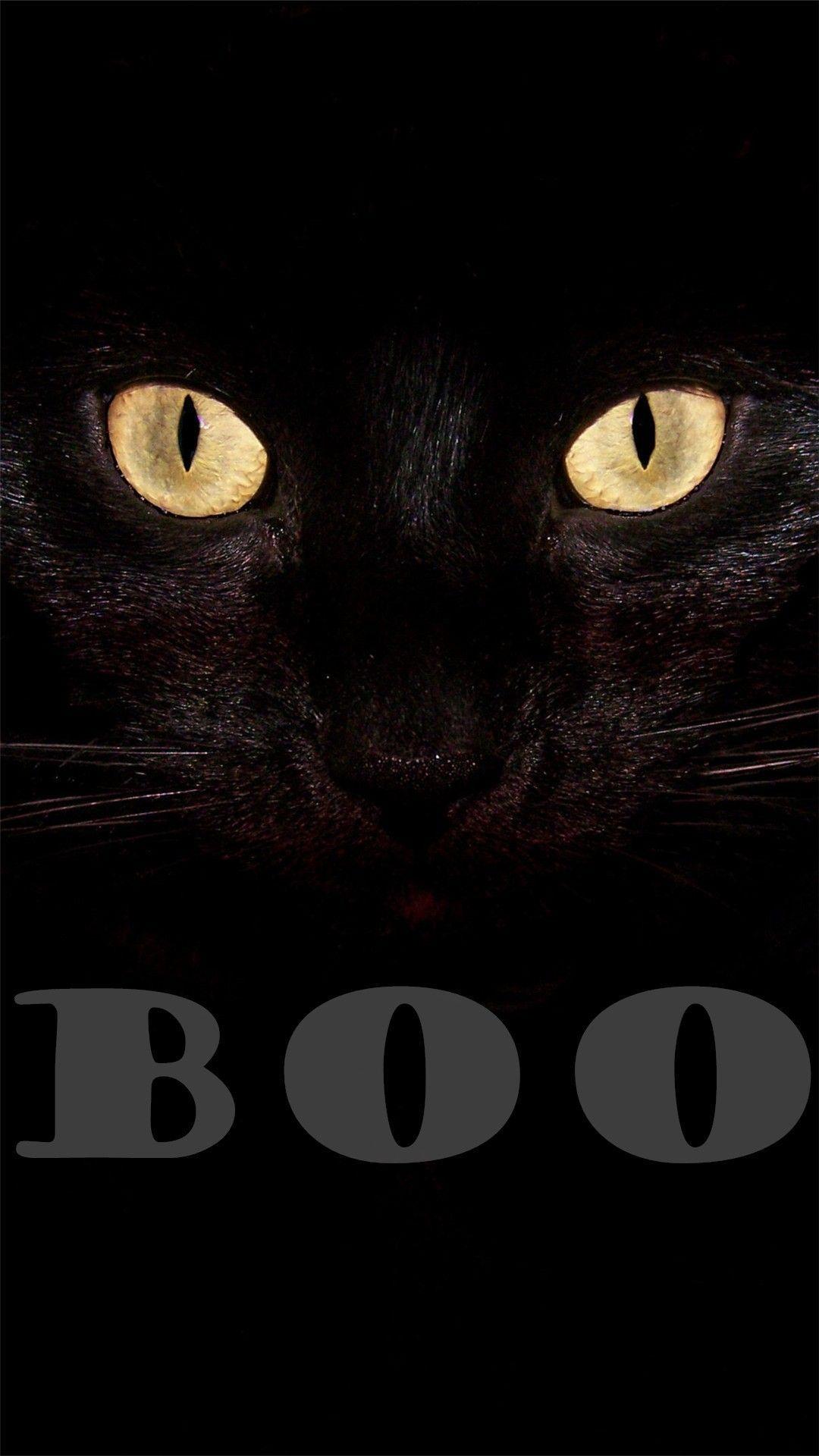 Black Cat Halloween Wallpapers Top Free Black Cat Halloween Backgrounds Wallpaperaccess