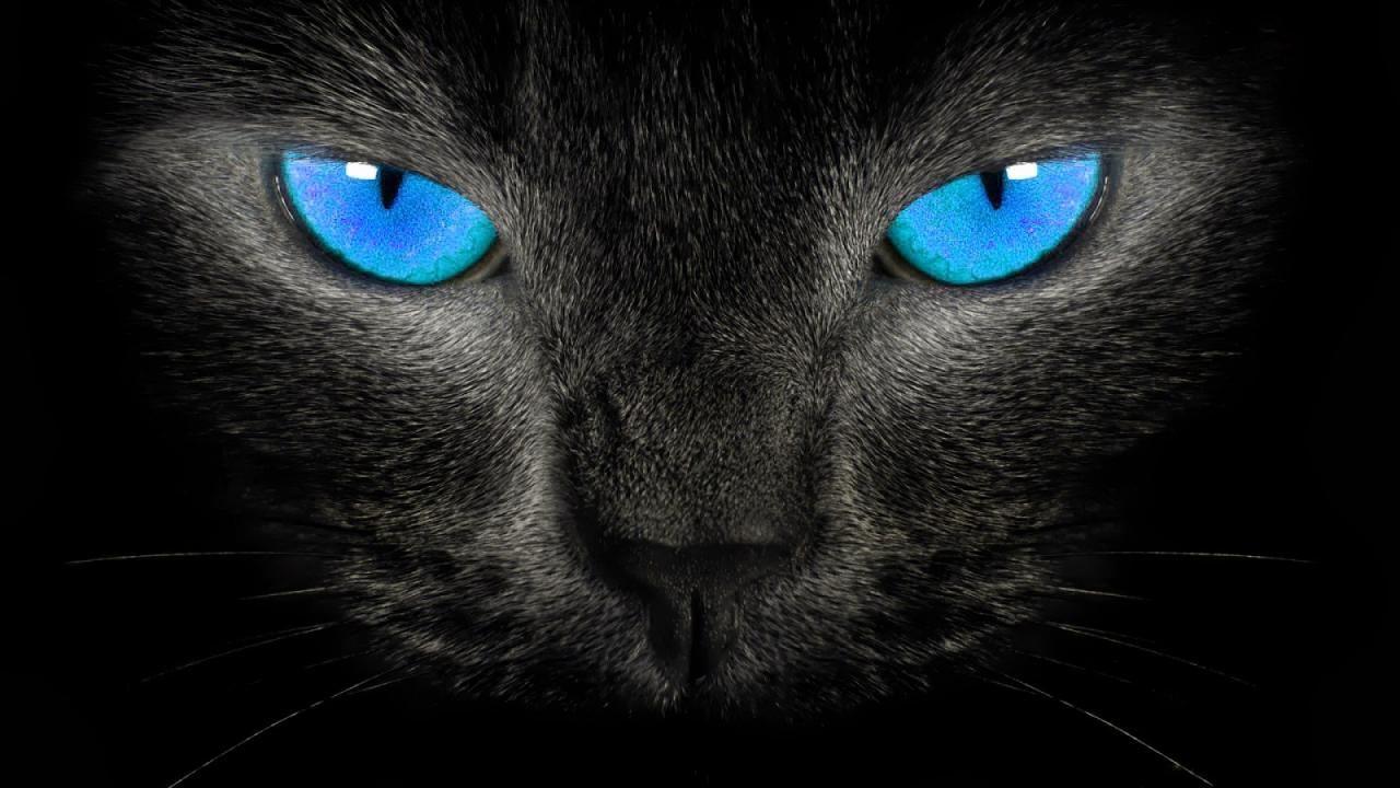 1280x720 Black Cat Halloween Wallpaper. Black cat blue eyes