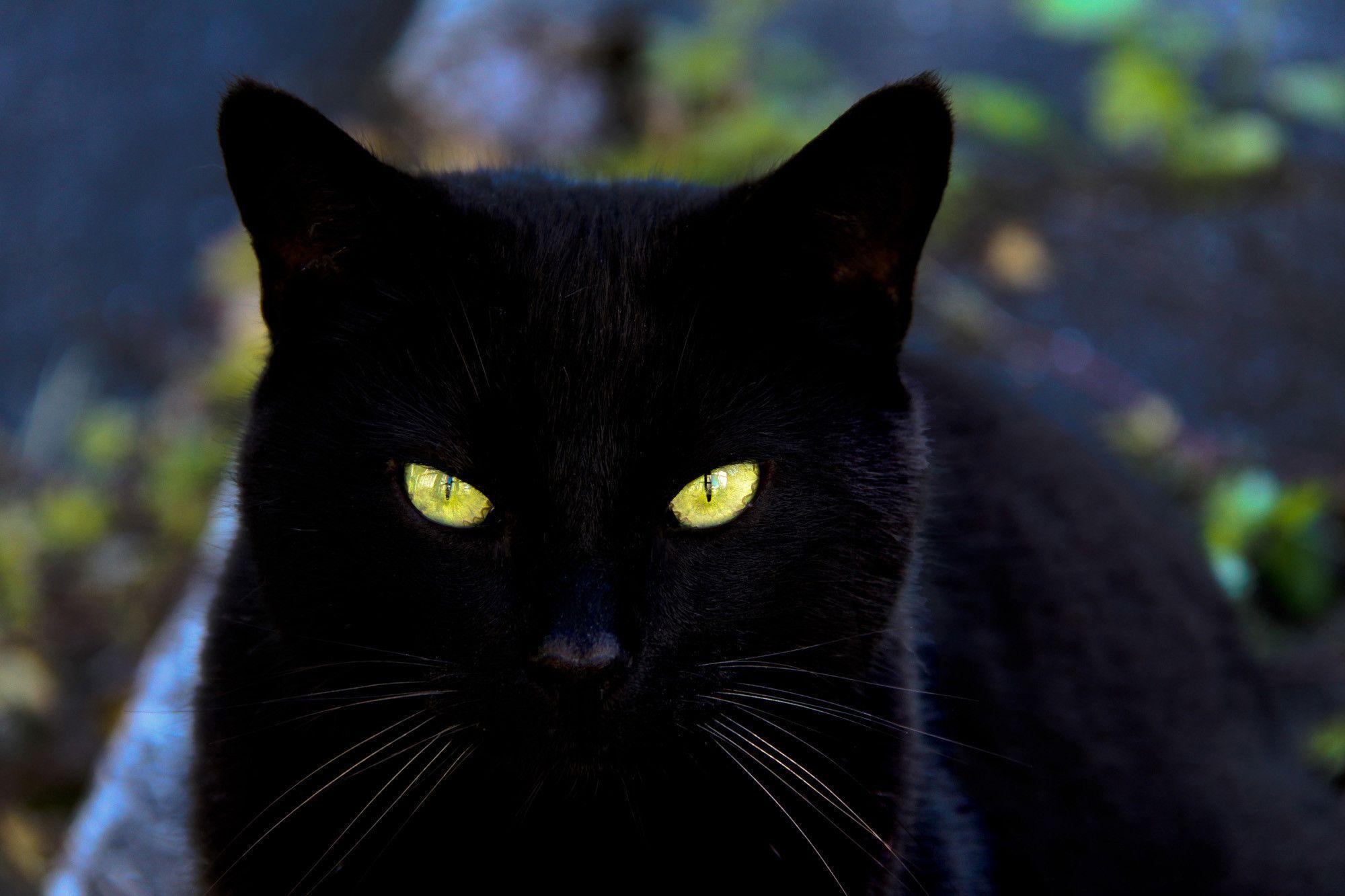 2000x1333 Black Cat Wallpaper