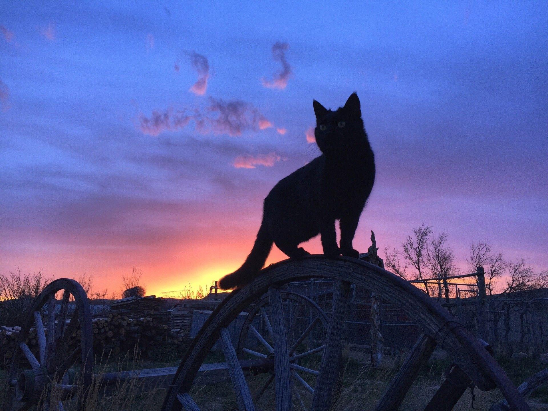 1920x1440 Black Cat Background