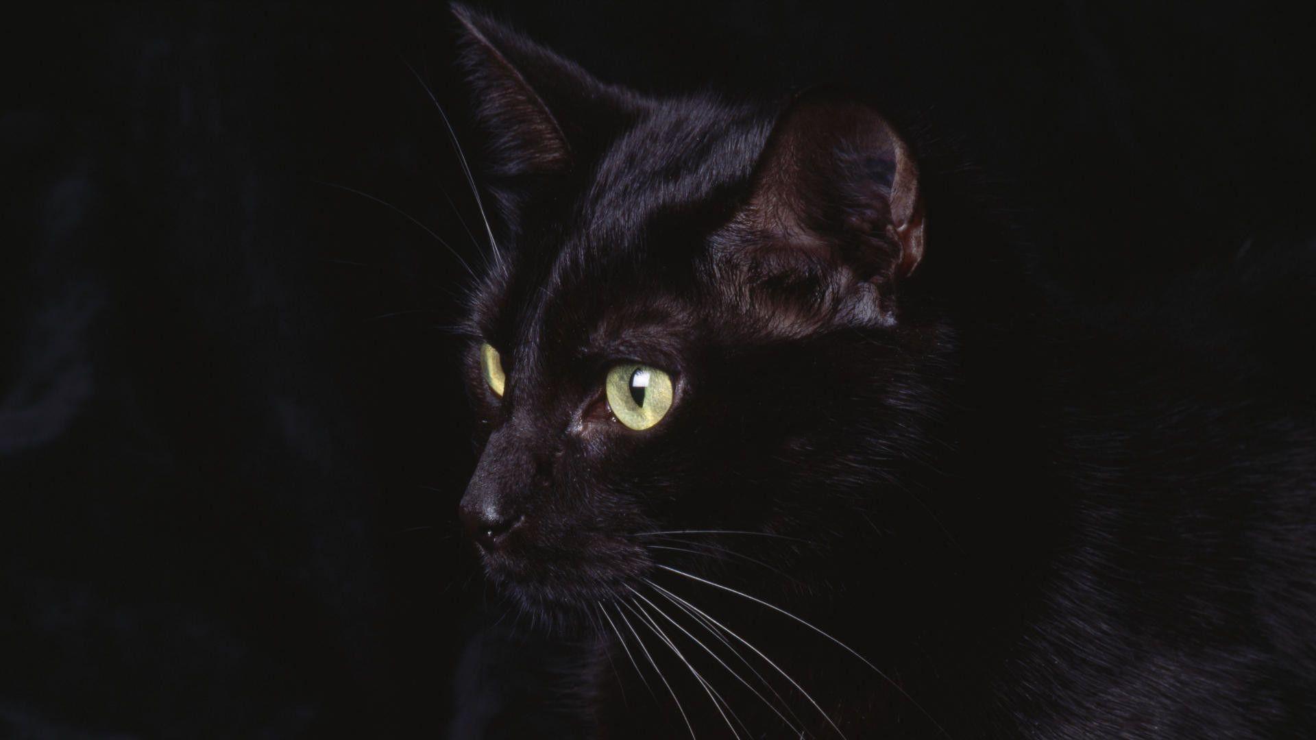 1920x1080 Wallpaper Black Cat background picture