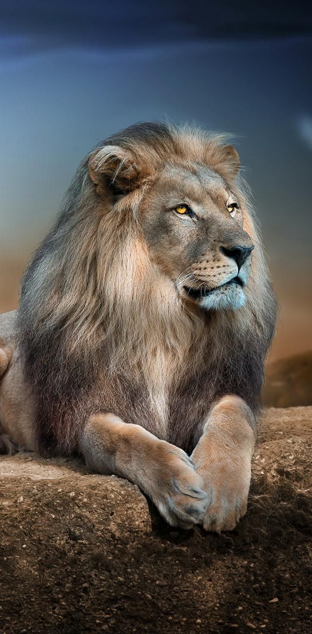 630x1280 Lion wallpaper