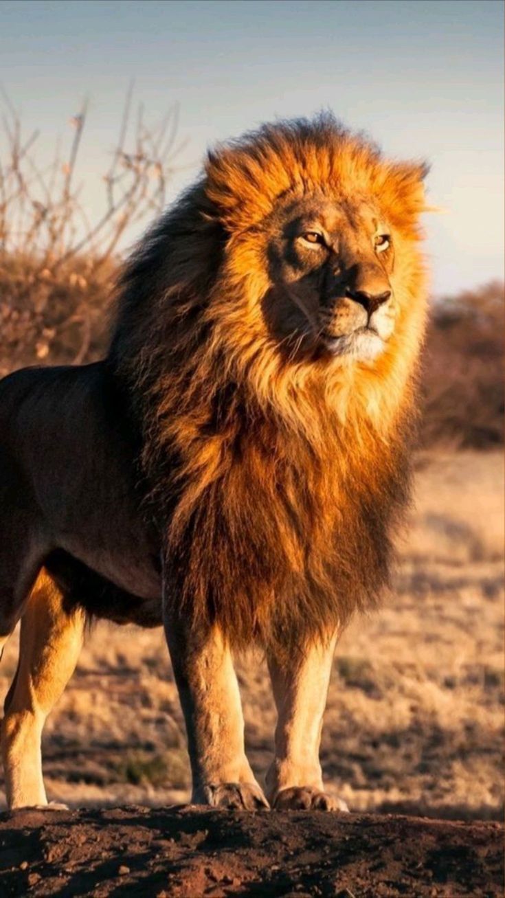 735x1307 Wild animals photography, Lions photo