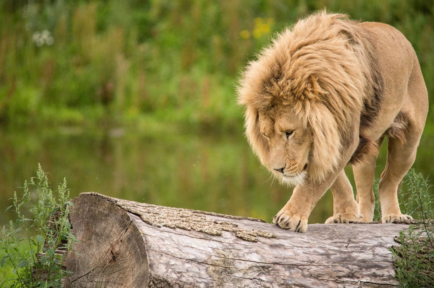 1804x1200 Lion HD Wallpaper (700++)