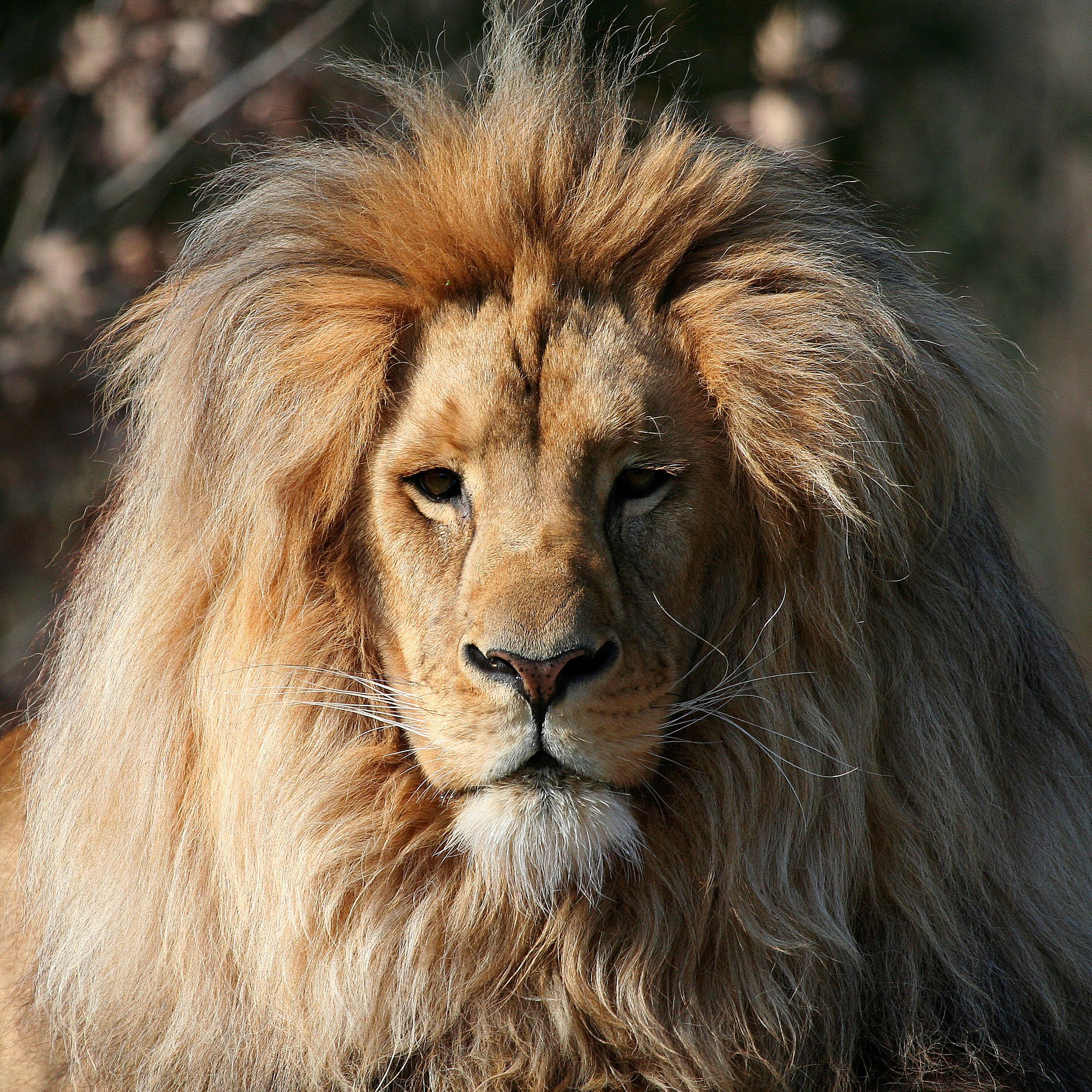 2304x2304 Beautiful Lion Wallpaper​