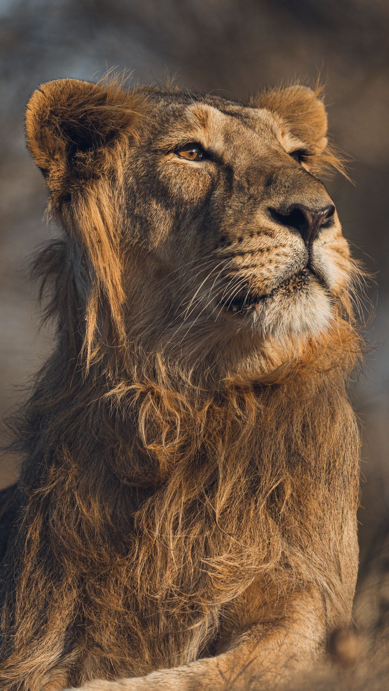 1238x2200 An Asiatic Lion relaxing on small hill