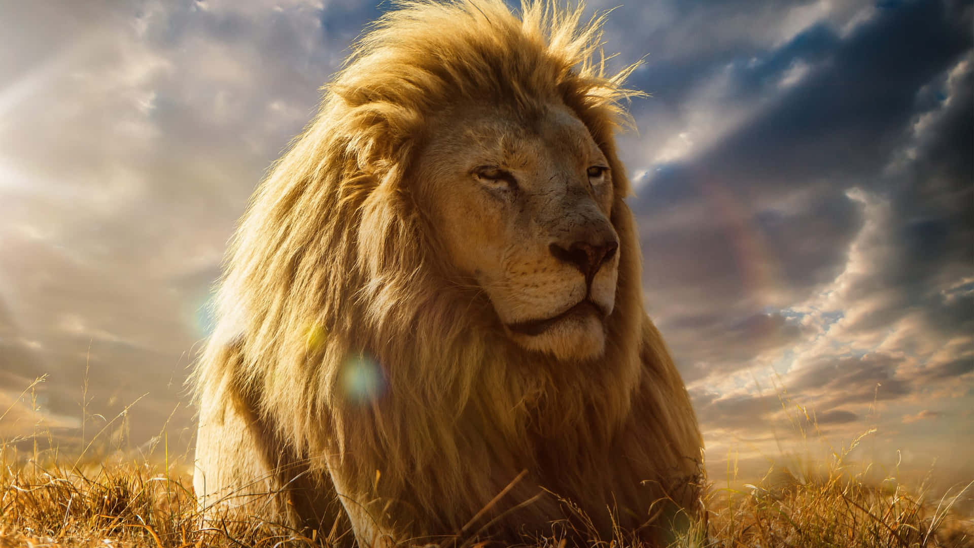 1920x1080 West African Lion Face Wallpaper