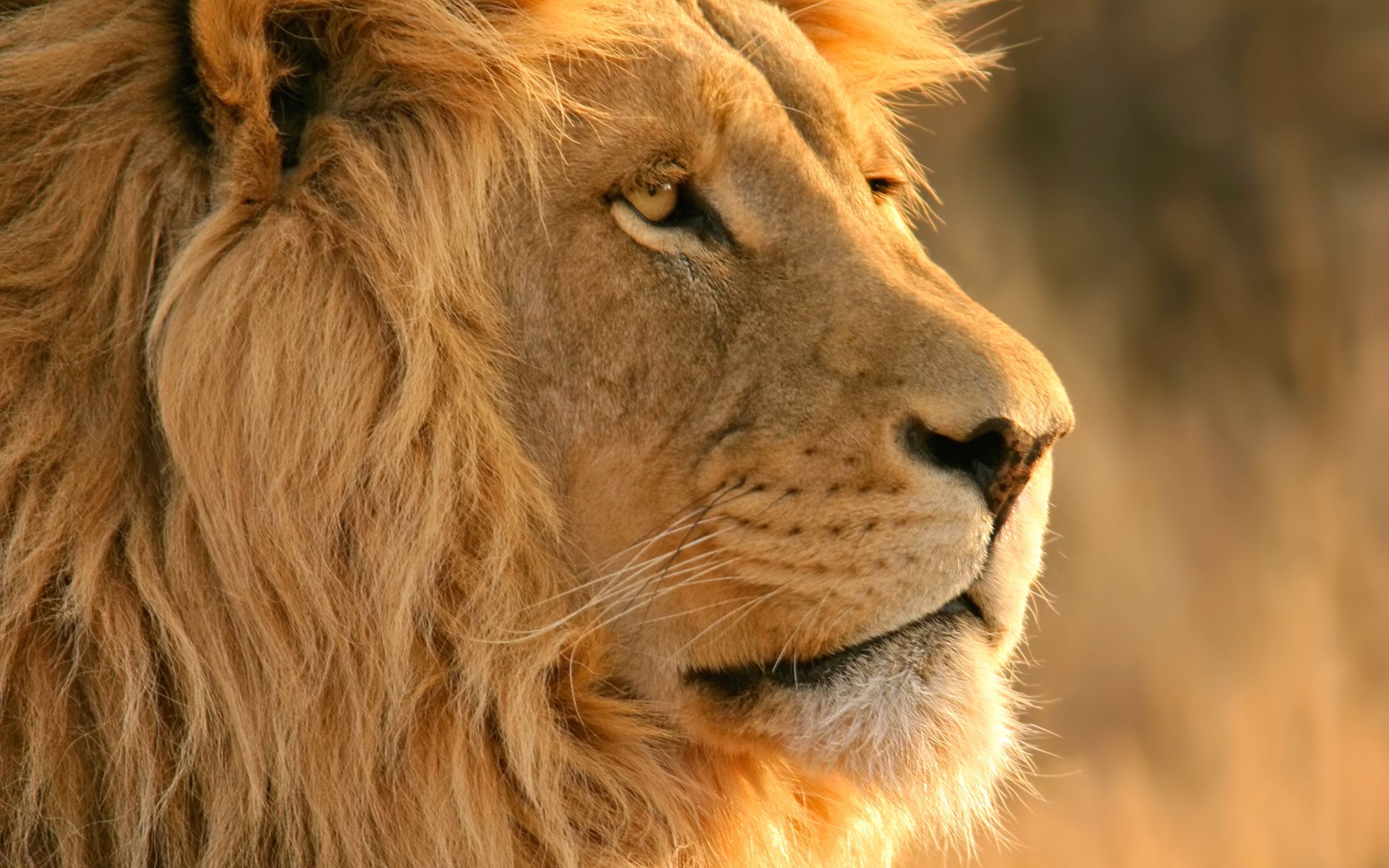 2880x1800 Majestic Lion