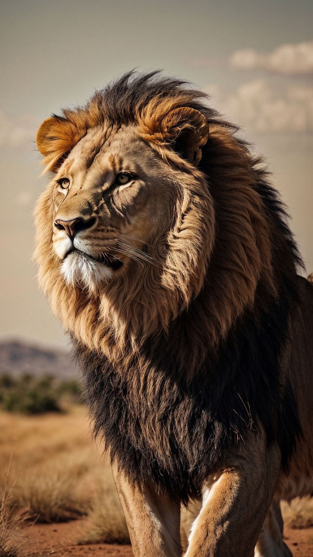1080x1920 Wallpaper lion, desert, africa, cat
