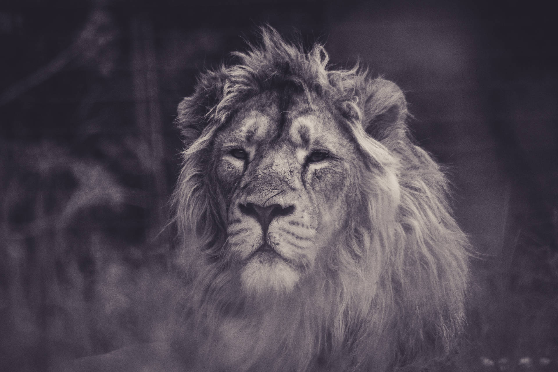 1920x1280 Free Lion HD Wallpaper