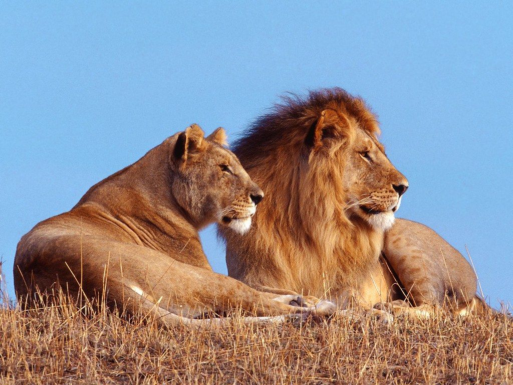1024x768 The Best Lion Wallpaper HD. The Best