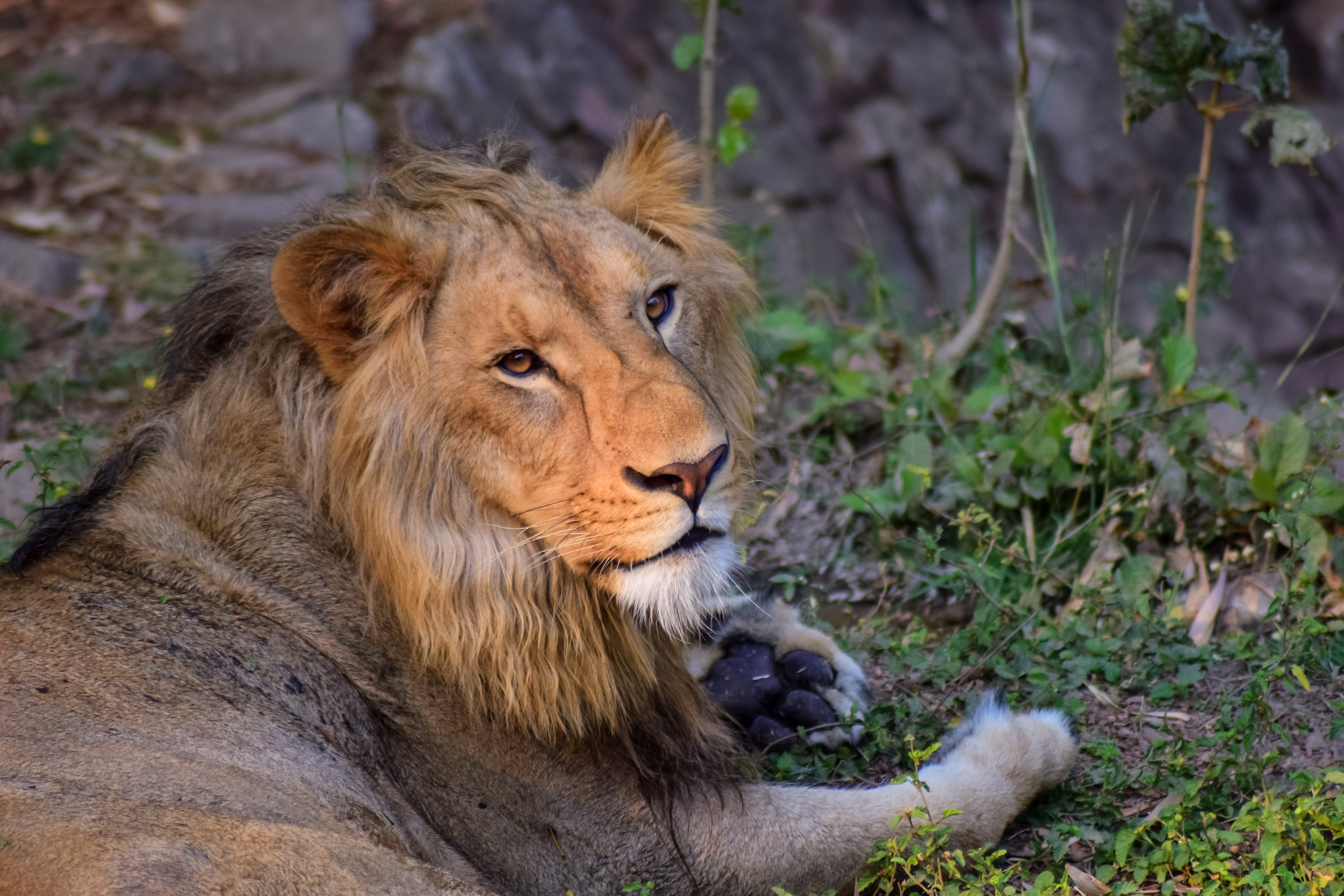 6000x4000 Photo Of A Lion · Free