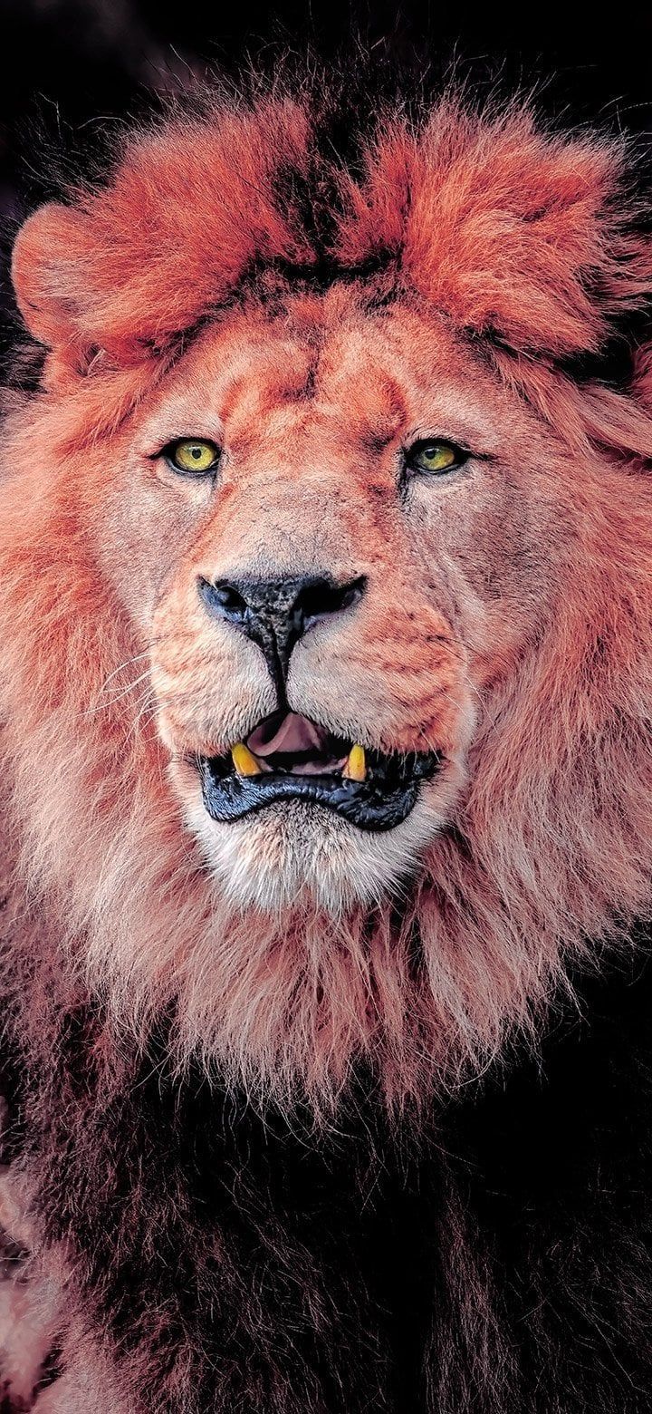 720x1560 Brown Lion Looking Away 4K phone