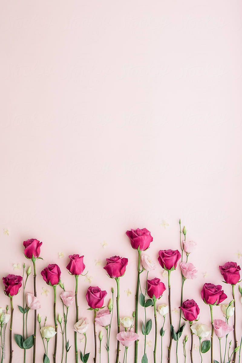 800x1200 Pink roses and lisianthus against pink. Ideas de fondos de pantalla, Fondos de pantalla tulipanes, Fondos de pantalla pink
