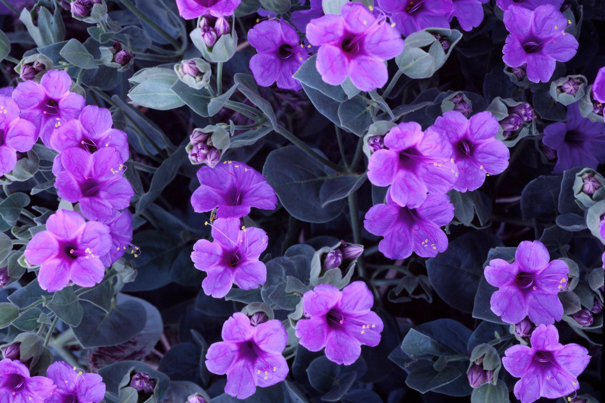 1999x1333 Wallpaper Purple Cute