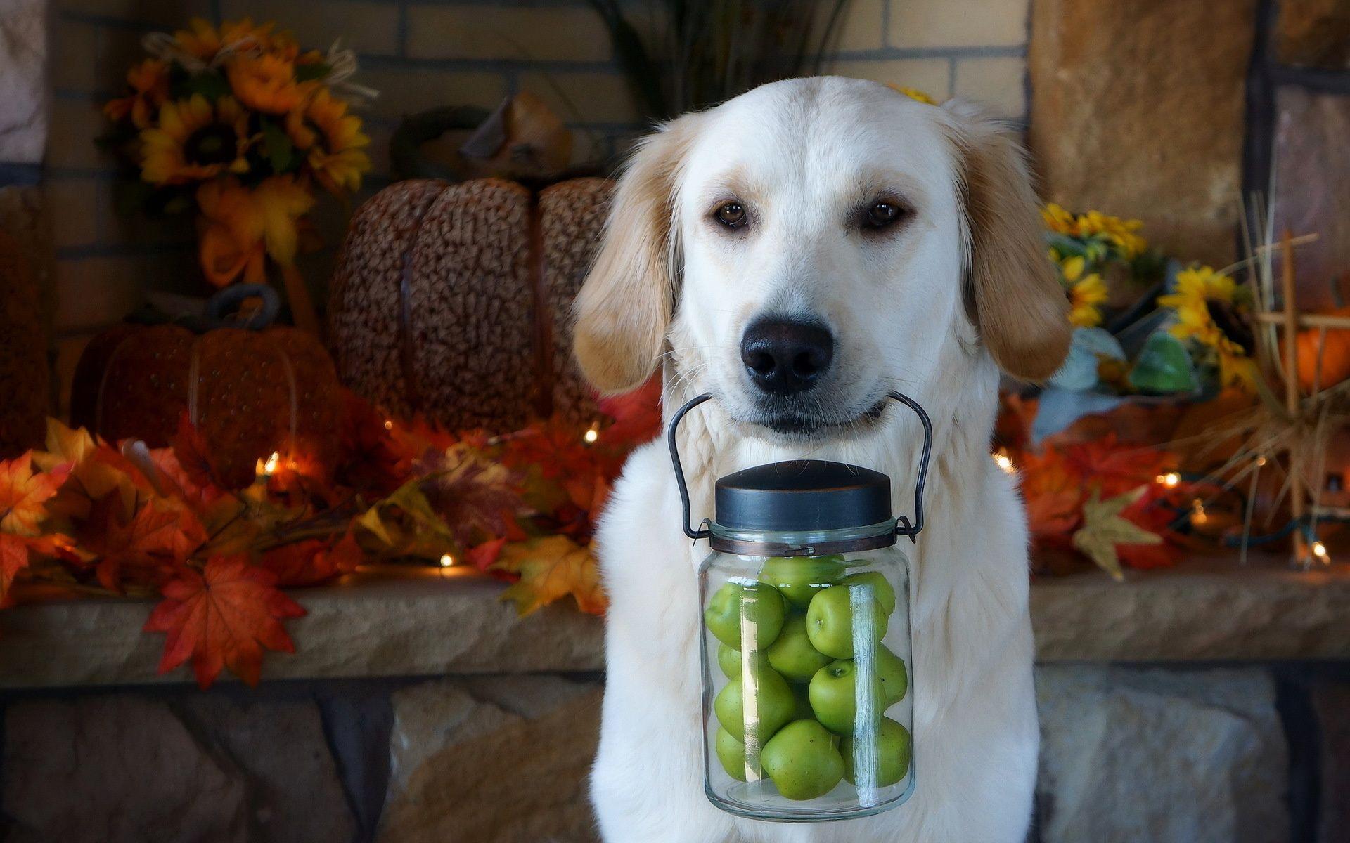 1920x1200 dog, Apples, Each, Thanksgiving Wallpaper HD / Desktop