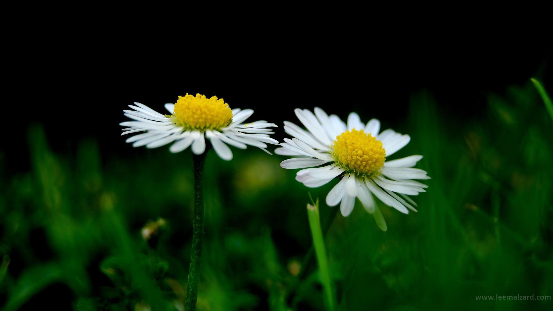 1920x1080 Cute Cheerful Pair Flowers Image HD Cute