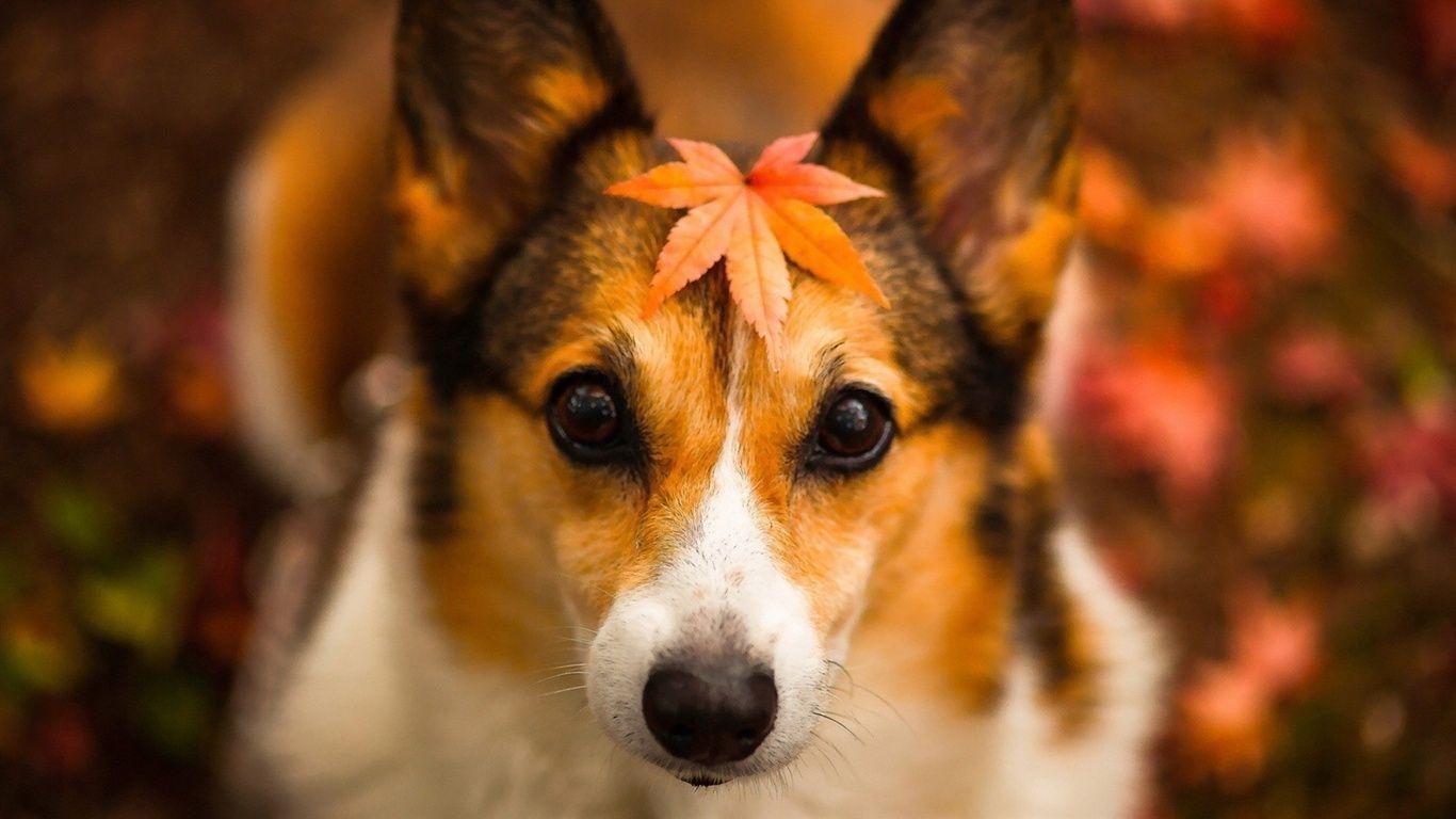 Puppy Thanksgiving Wallpapers - Top Free Puppy Thanksgiving Backgrounds - WallpaperAccess