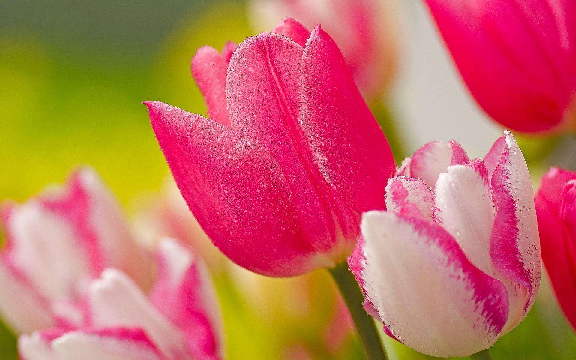 1920x1200 Pink Wallpaper HD download free