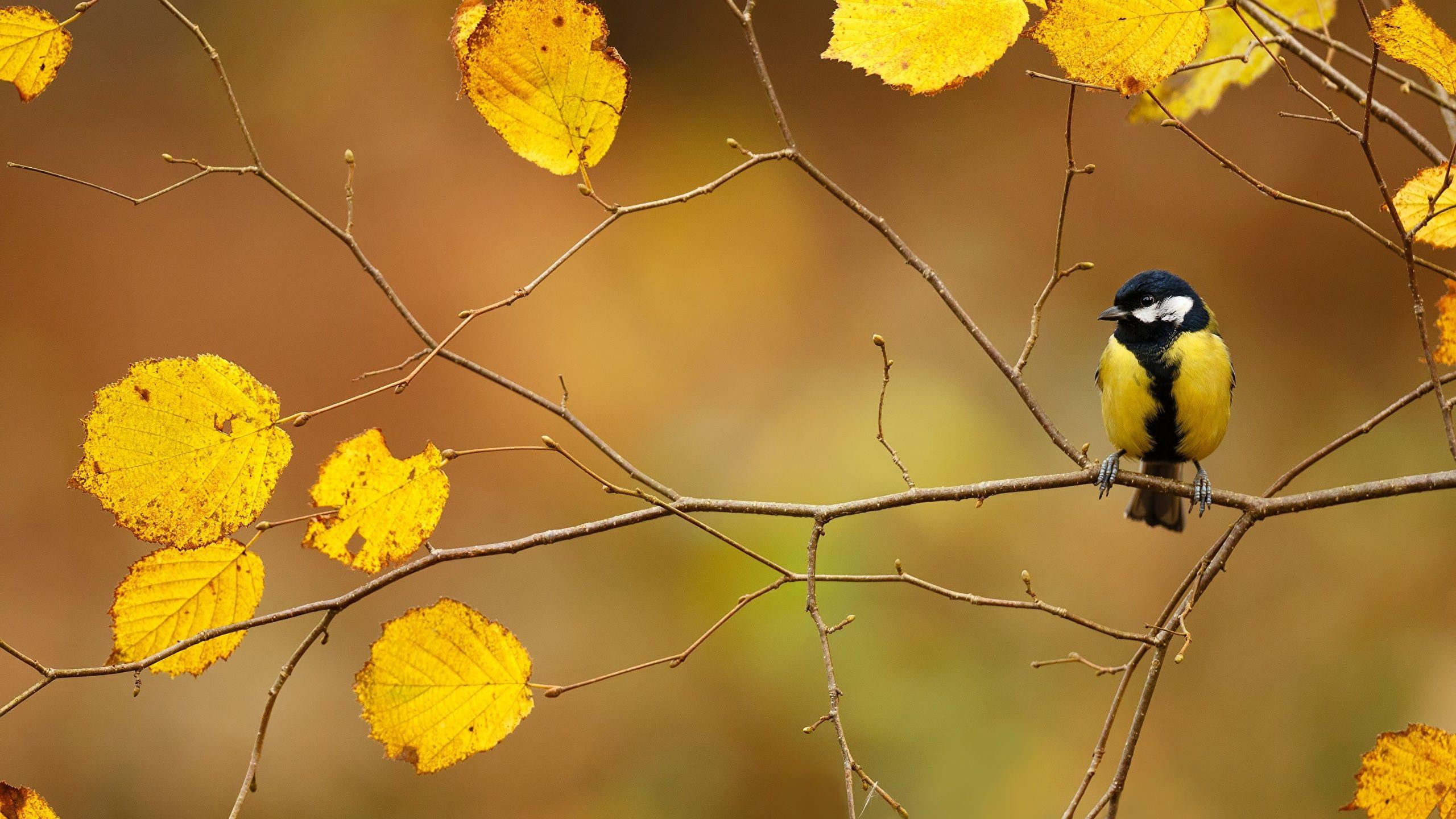 Autumn Birds Wallpapers - Top Free Autumn Birds Backgrounds - WallpaperAccess