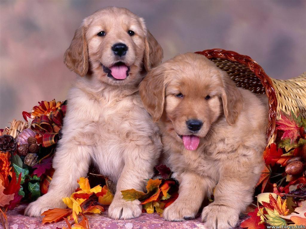 1024x768 3D Thanksgiving Wallpaper