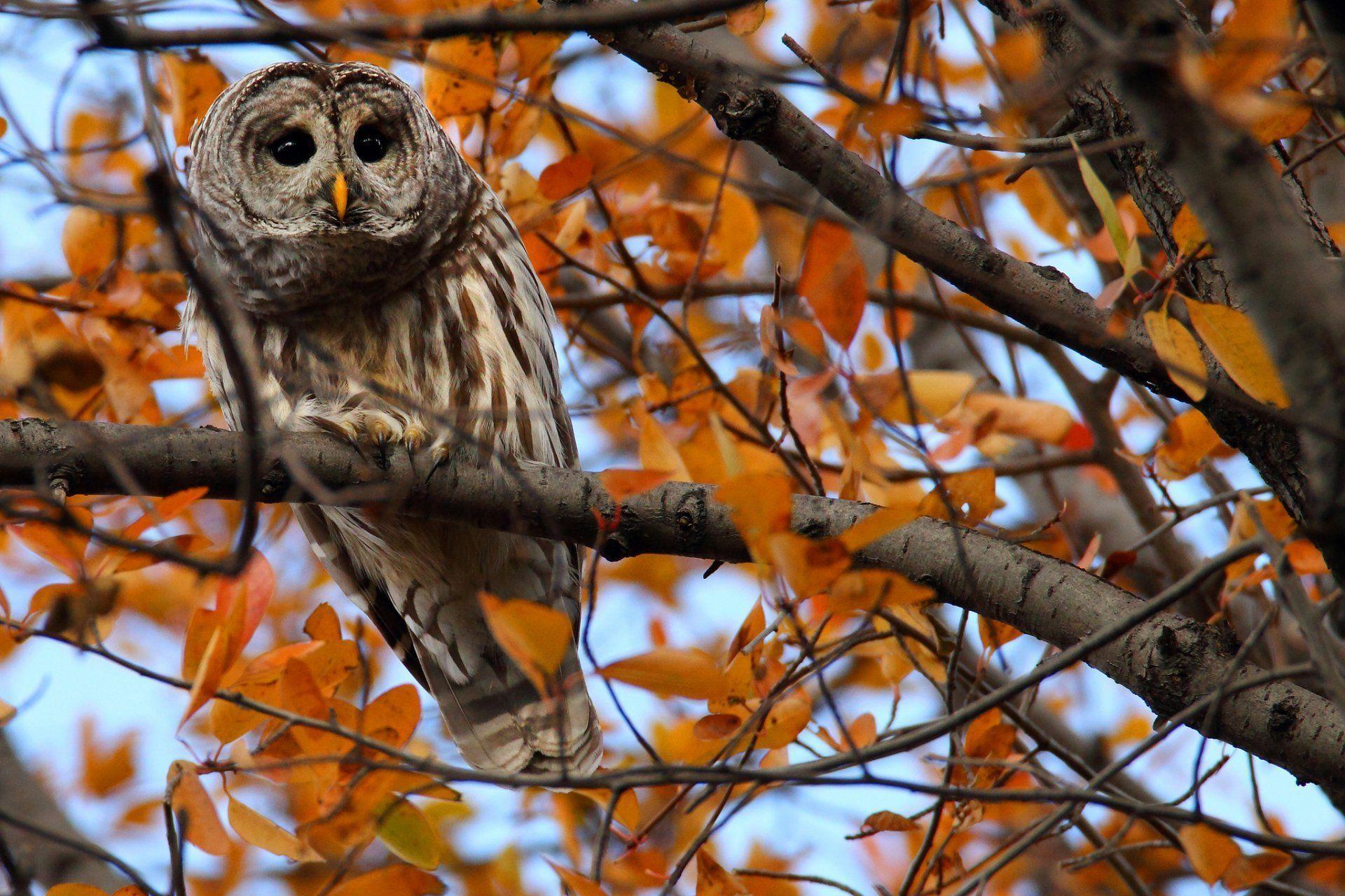 Autumn Owl Desktop Wallpapers - Top Free Autumn Owl Desktop Backgrounds