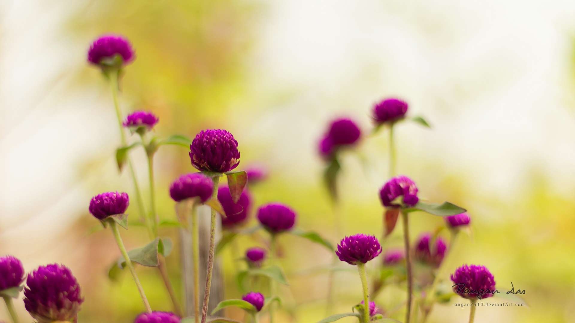 Kawaii Flowers Wallpapers - Top Free Kawaii Flowers Backgrounds