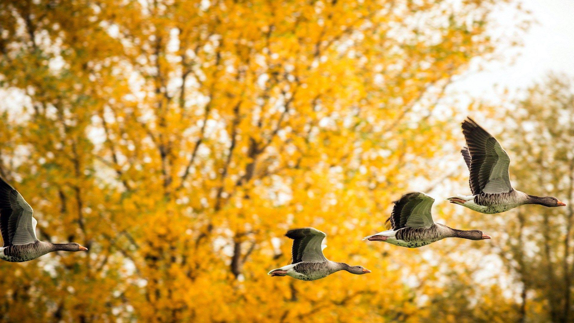 Fall bird. Осень птицы. Птицы осенью. Осень птицы улетают.