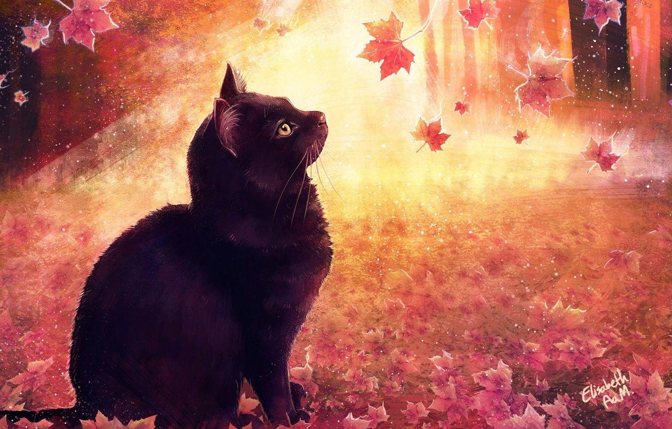 Autumn Cat Wallpapers - Top Free Autumn Cat Backgrounds - WallpaperAccess