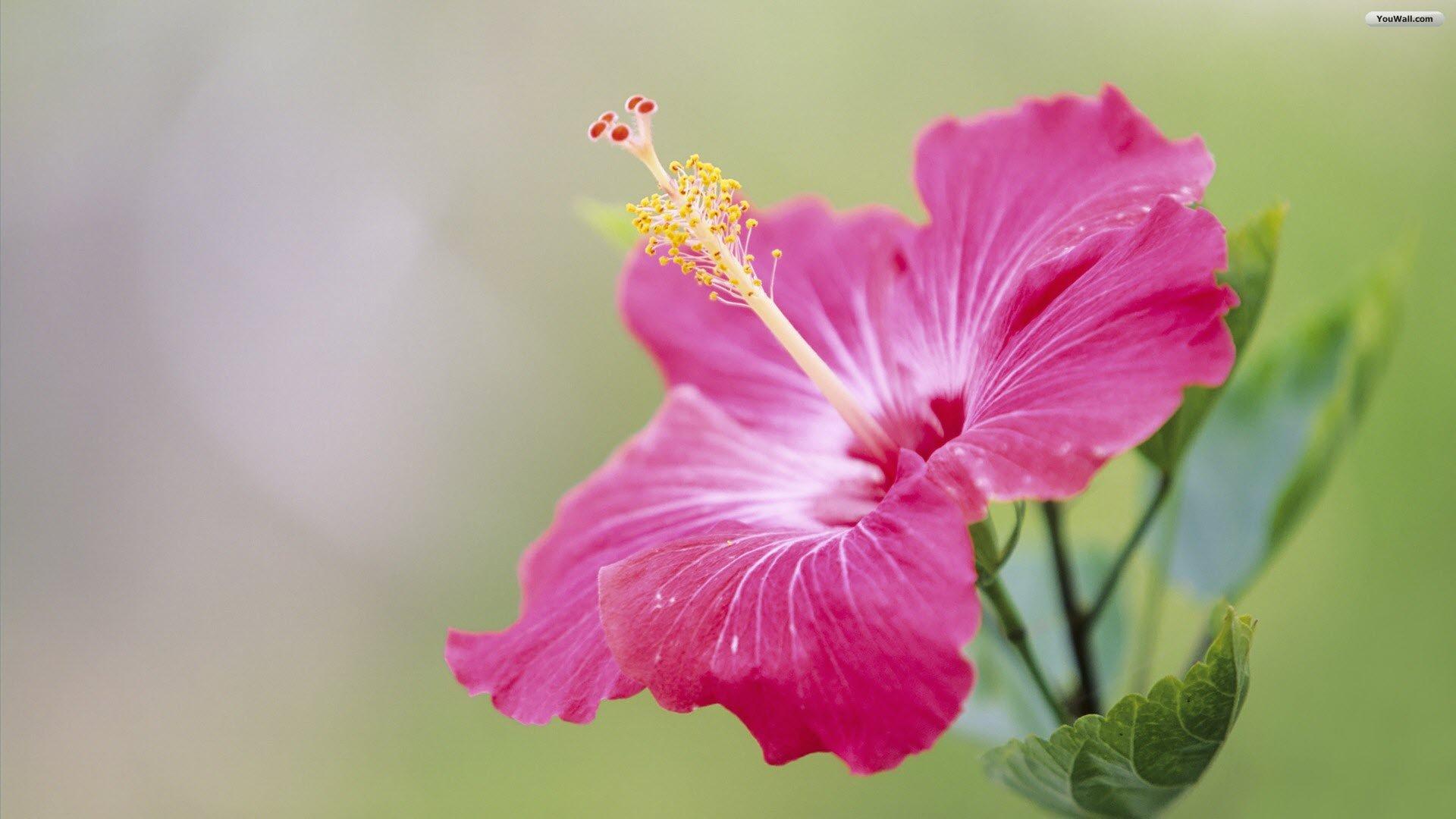 1920x1080 Wallpaper flowers kawaii