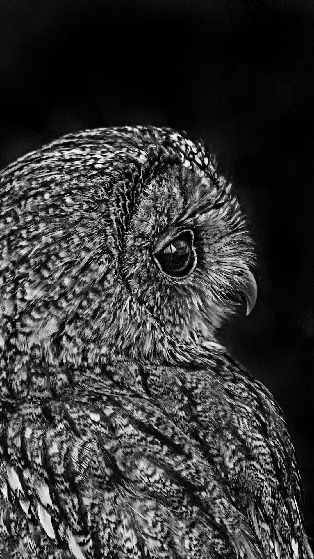 Art Owl Wallpapers - Top Free Art Owl Backgrounds - WallpaperAccess