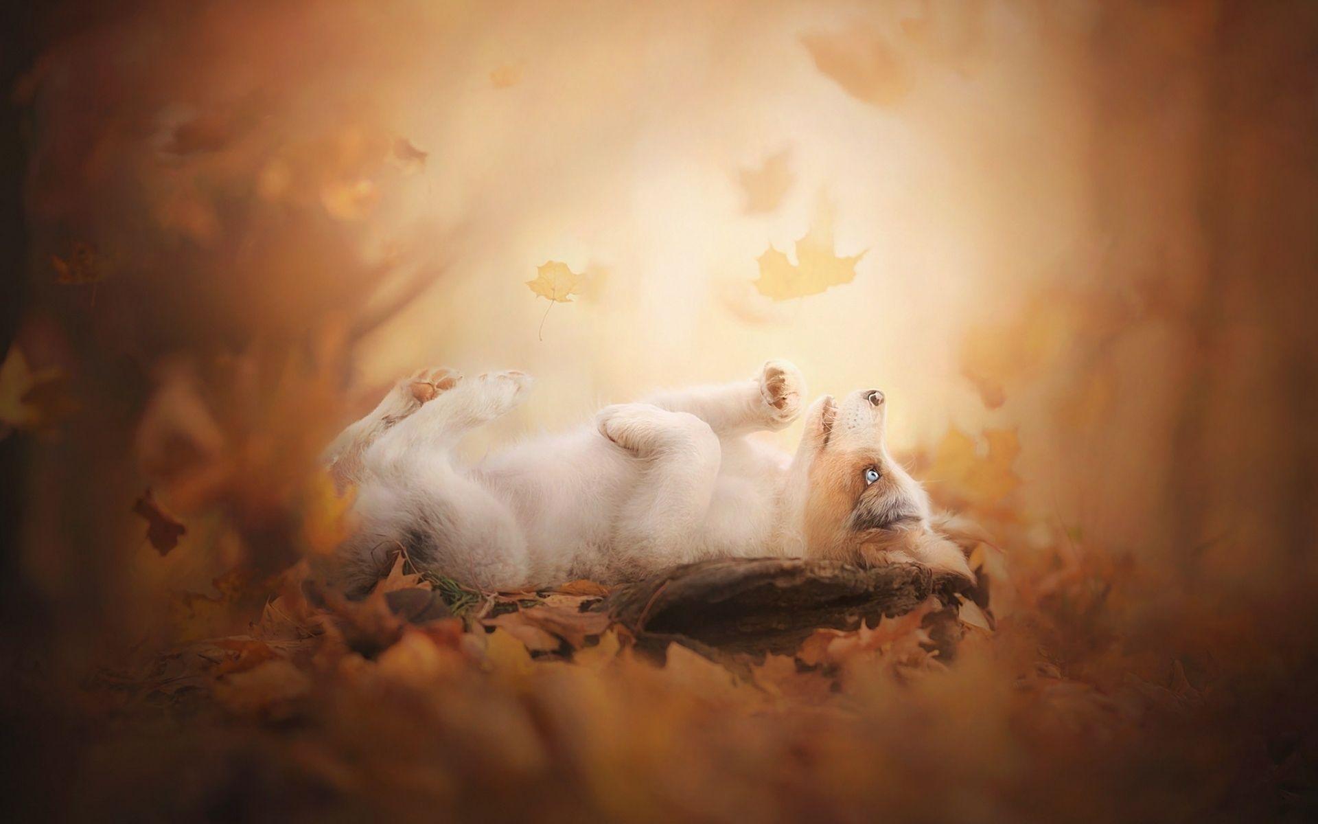 1920x1200 Download wallpaper Aussie, autumn, bokeh, puppy, Australian