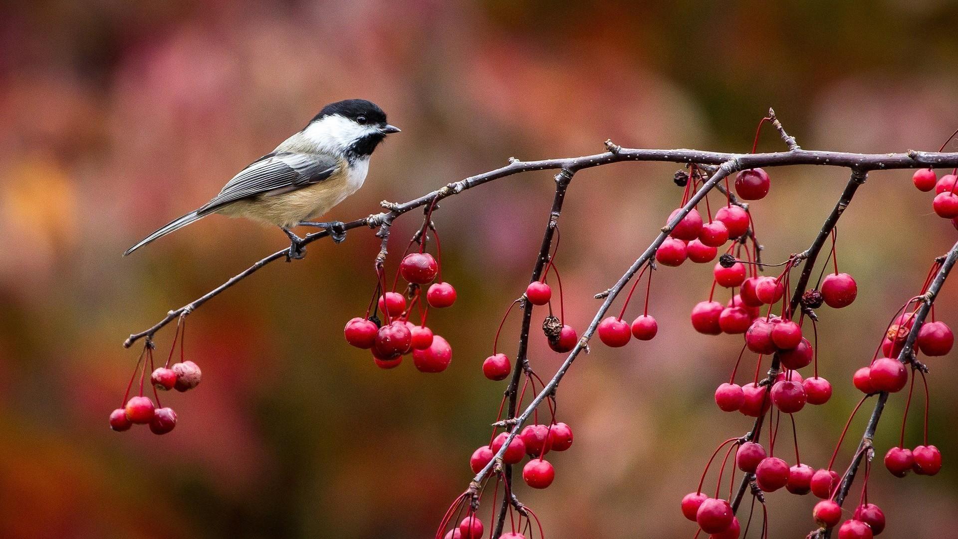 Autumn Birds Wallpapers - Top Free Autumn Birds Backgrounds