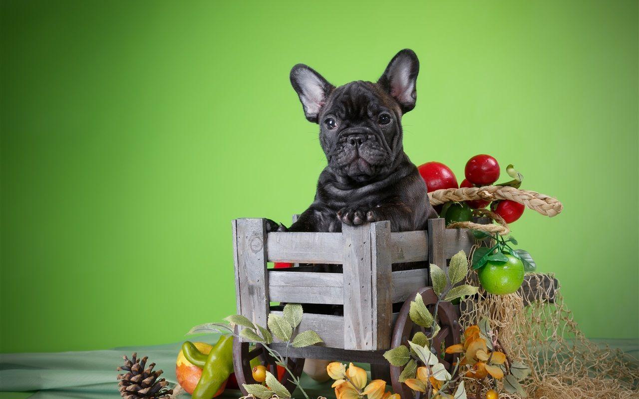 1280x800 Wallpaper Black puppy, basket, fruit 3840x2160 UHD 4K