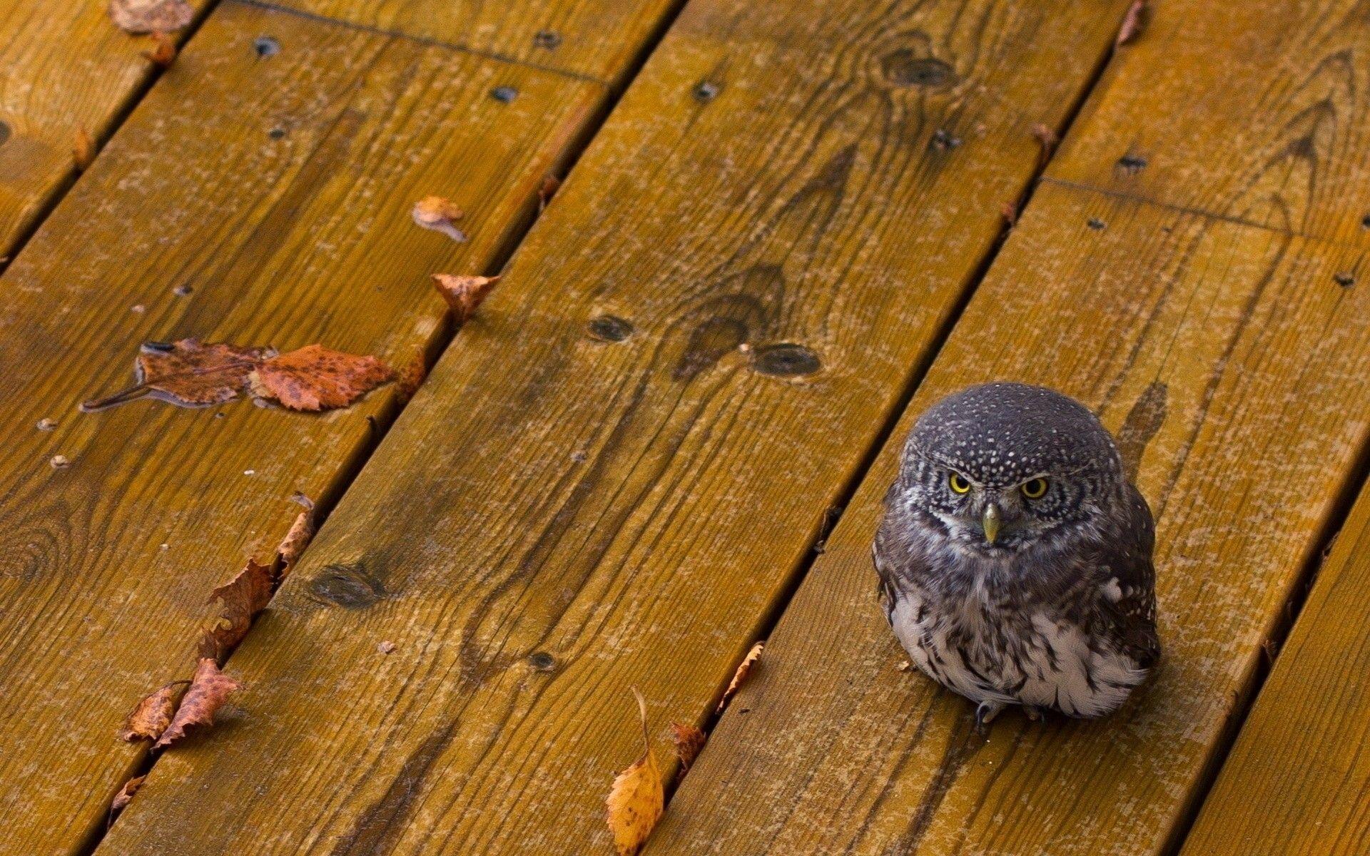 1920x1200 Autumn Animal Wallpaper