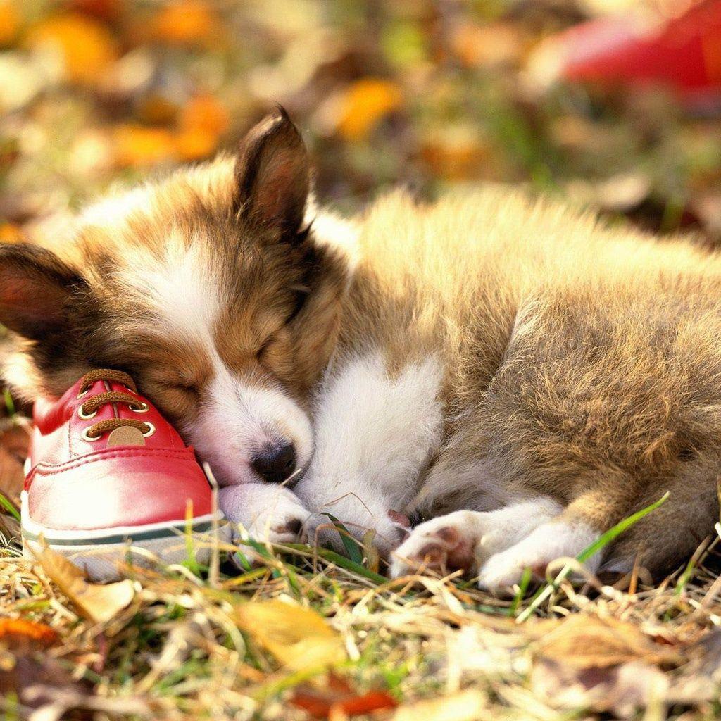 Dog iPad Wallpapers Top Free Dog iPad Backgrounds WallpaperAccess