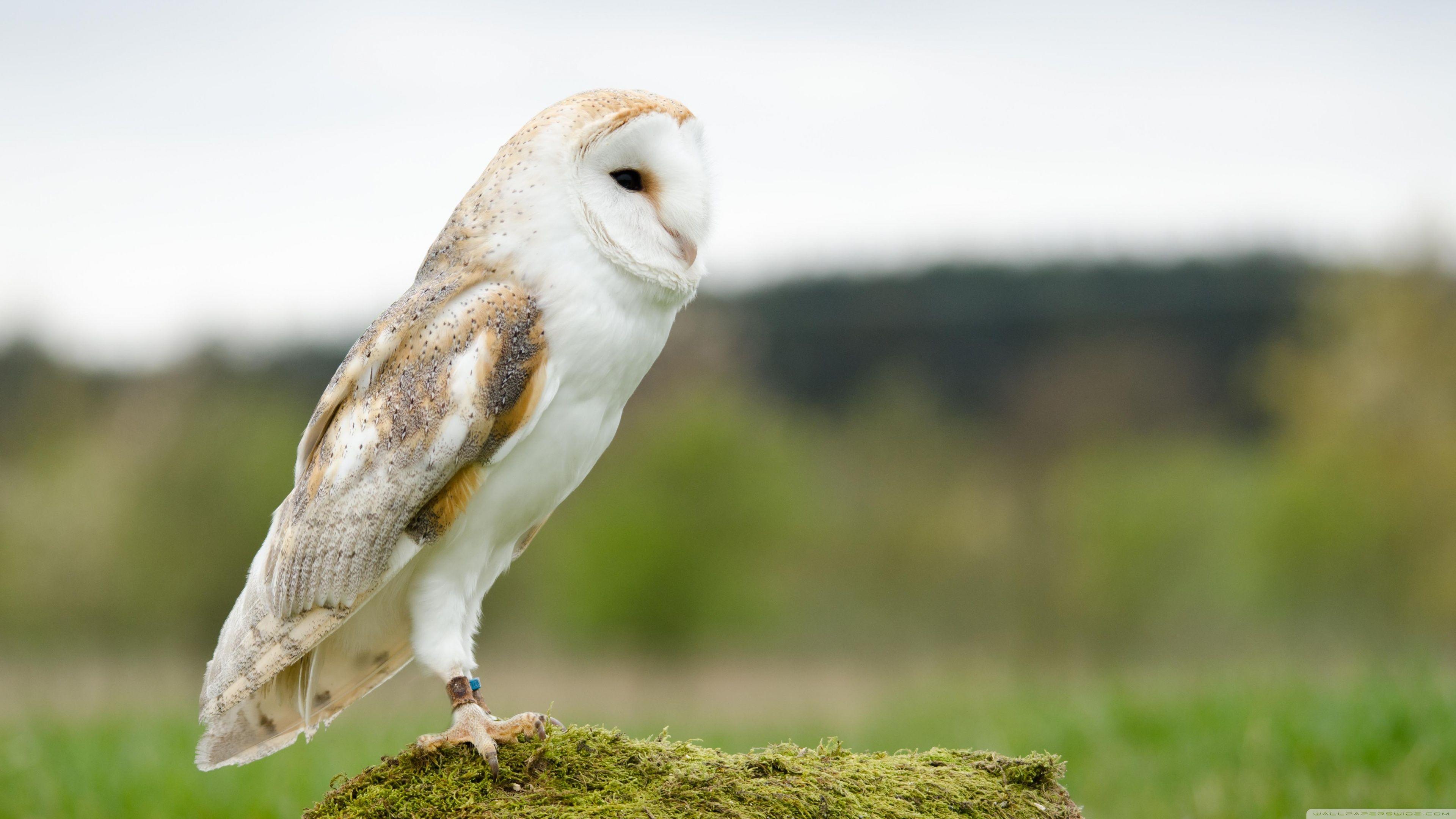 750 Barn Owl Pictures  Download Free Images on Unsplash