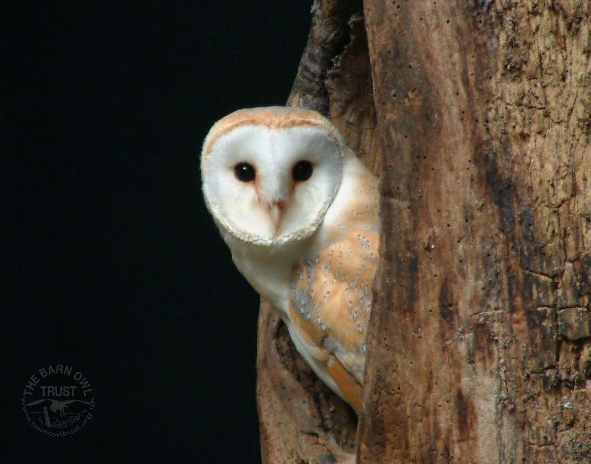 1165x914 wallpaper Archives Barn Owl Trust